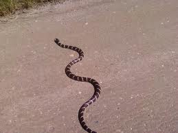 Obstacles - Snake in Road